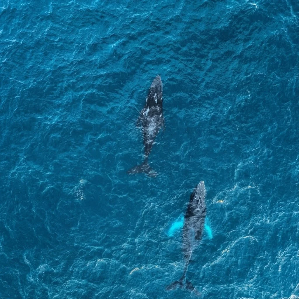 Avistamiento de delfines y ballenas en Puerto Escondido