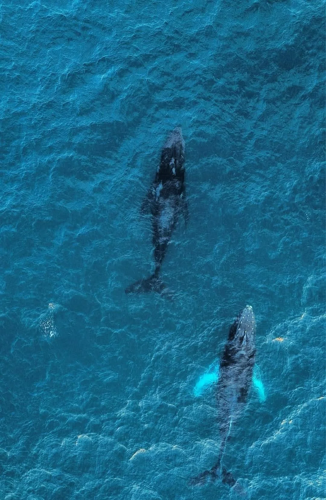 Dos ballenas jorobadas vistas desde el aire frente a Puerto Escondido