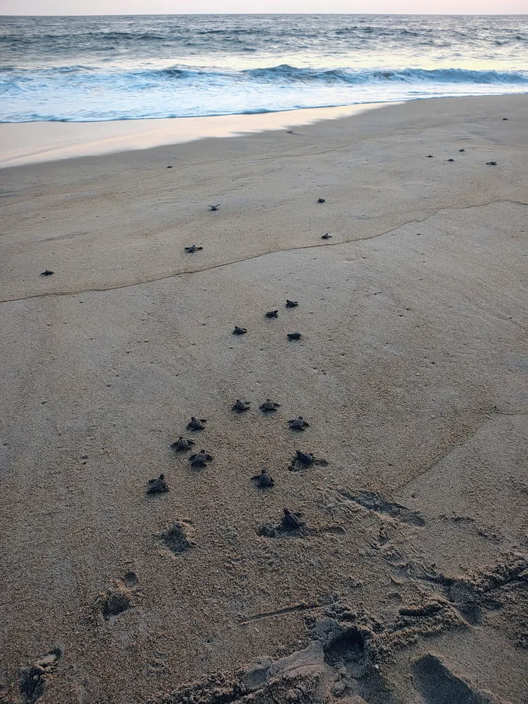 Integración de tortugas marinas en Oaxaca